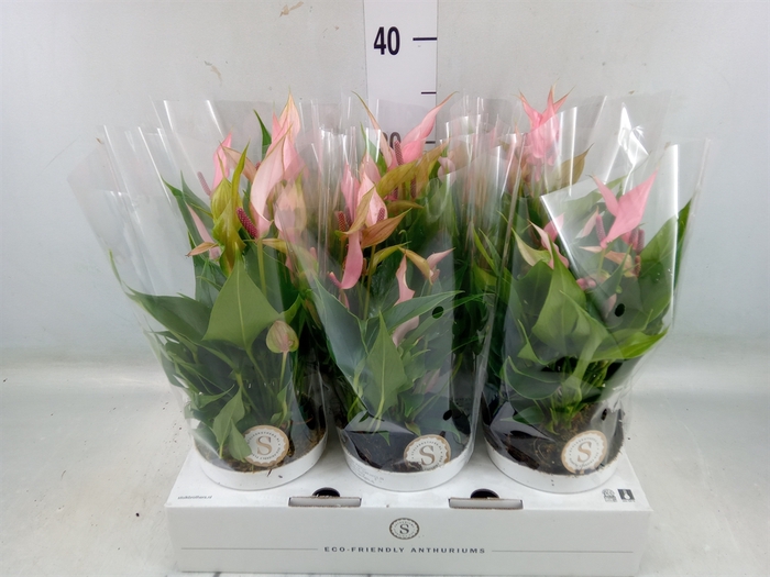 <h4>Anthurium andr. 'Lilli'</h4>