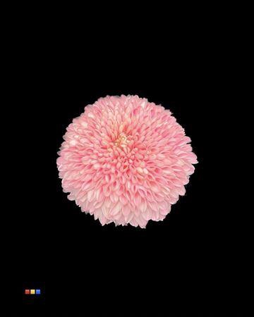 <h4>Chr G Superbowl Pastel Pink</h4>