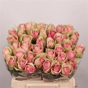 R Gr Belle Rose