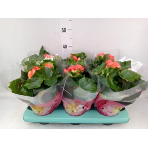 Begonia elat. DU 'Reina'