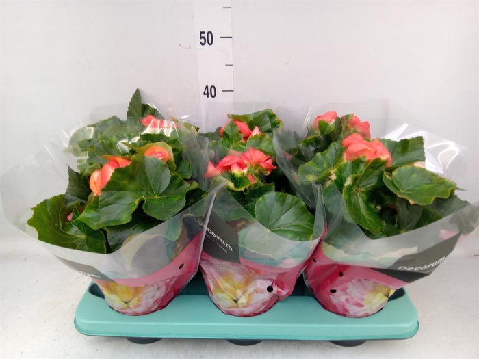 <h4>Begonia elat. DU 'Reina'</h4>