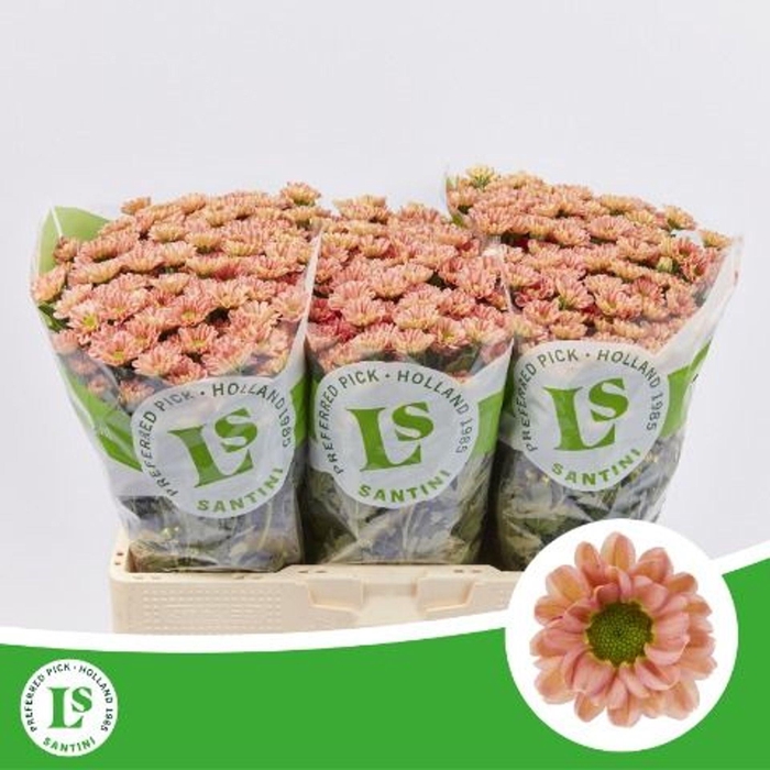<h4>Chrysanthemum SA 'Rossi Smokey'</h4>