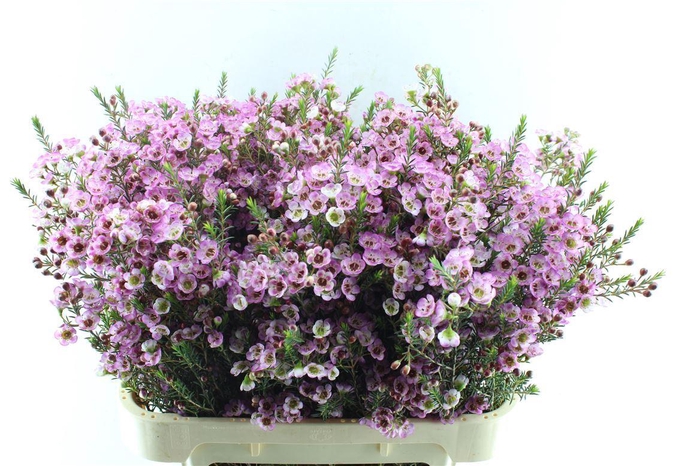 <h4>Chamelaucium Adi Pink</h4>