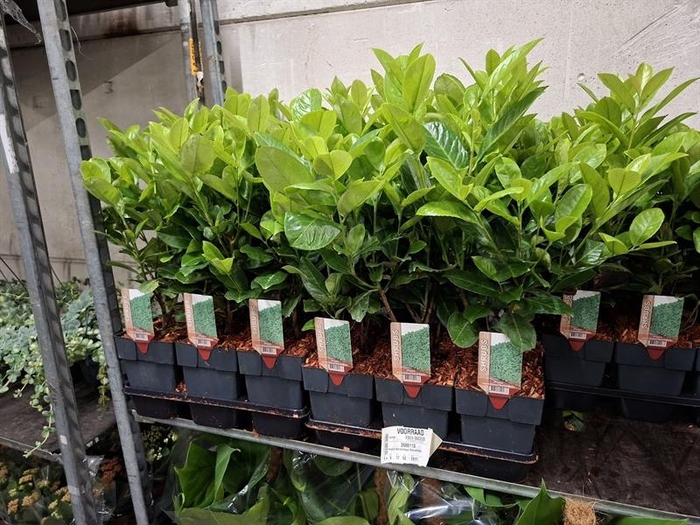 <h4>Prunus laurocerasus Rotundifolia</h4>