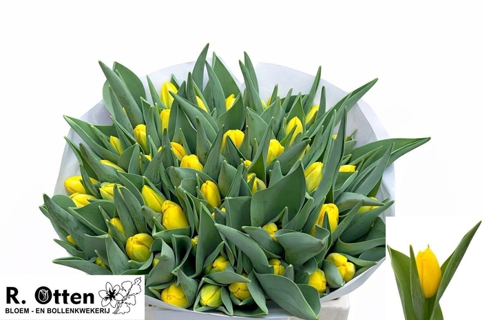 <h4>TU EN STUNNER</h4>