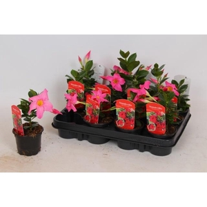 MANDE RIO PETITE RED