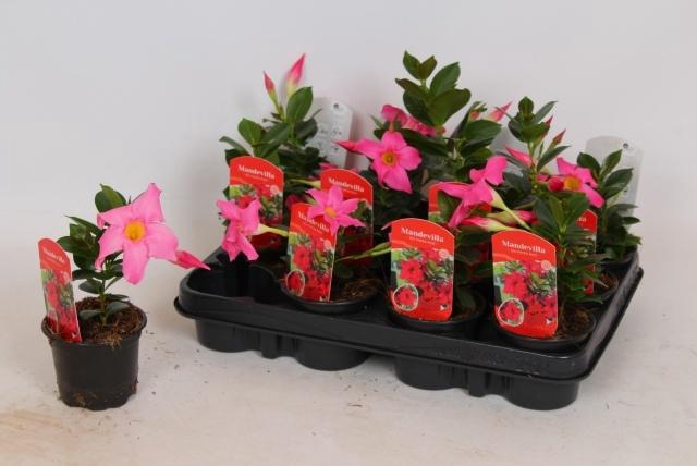 <h4>MANDE RIO PETITE RED</h4>