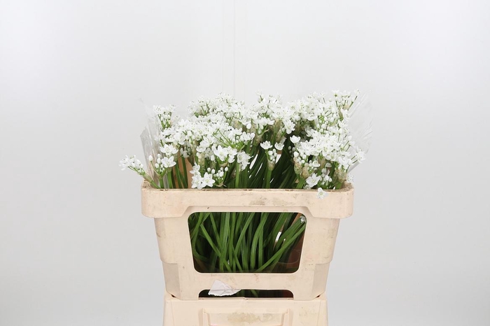 <h4>Allium Flocon</h4>