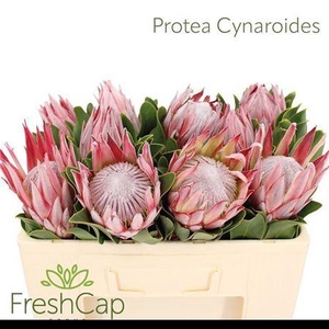 Protea Cynaroides