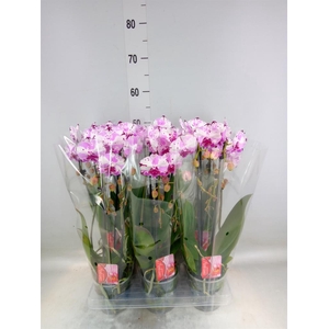 Phalaenopsis  'Elegant Cascade'