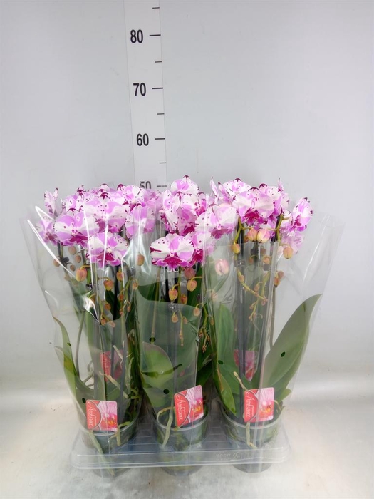 <h4>Phalaenopsis  'Elegant Cascade'</h4>