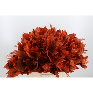 Quercus Kl Bh Oranje