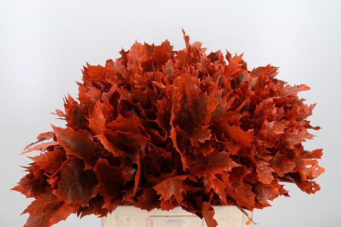 <h4>Quercus Kl Bh Oranje</h4>
