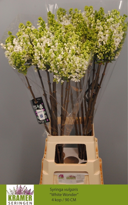 <h4>SYR VU WHITE WONDER</h4>