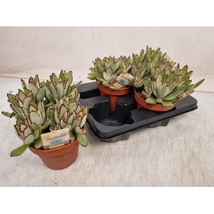 KALANCHOE TOMENTOSA