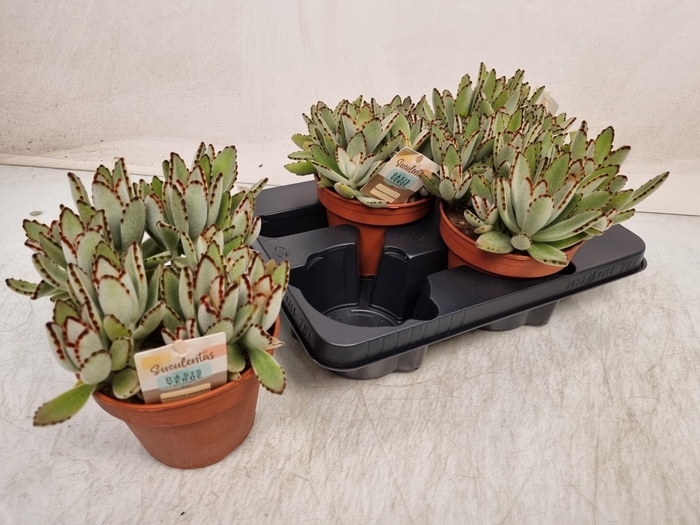 <h4>KALANCHOE TOMENTOSA</h4>