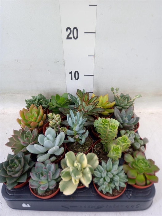 <h4>Succulents   ...</h4>