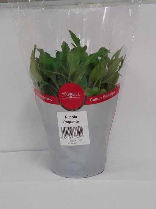 <h4>Rucola P12</h4>