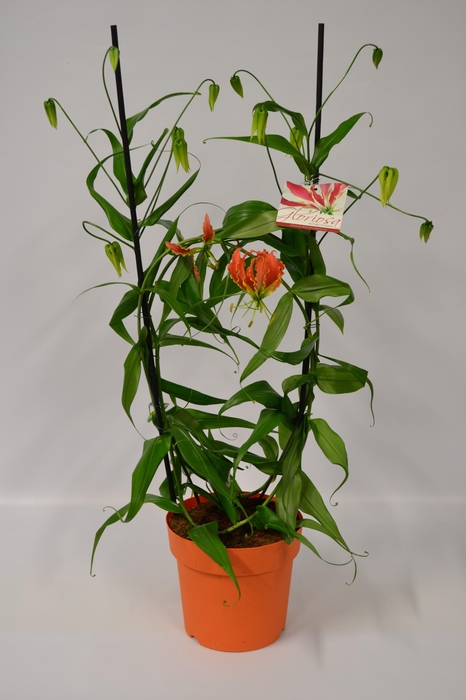 <h4>GLORIOSA ROTHSCHILD</h4>