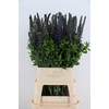 BAPTISIA AUSTRALIS BLUE/PURPLE 100CM