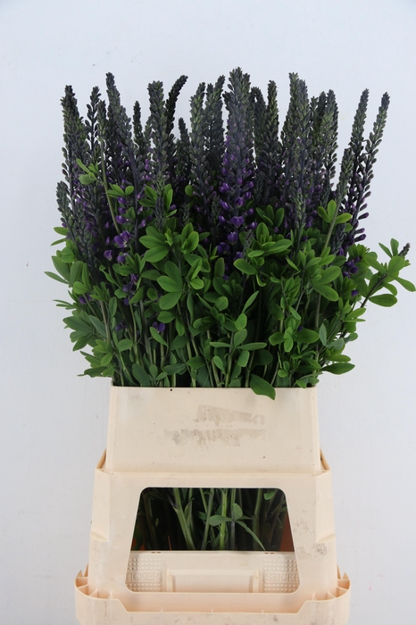 BAPTISIA AUSTRALIS BLUE/PURPLE 100CM