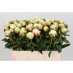Paeonia Ivory Victory