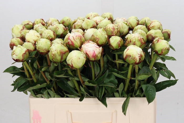 Paeonia Ivory Victory