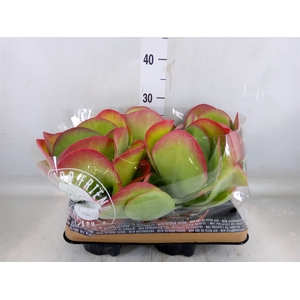 Kalanchoe NF thyrsiflora