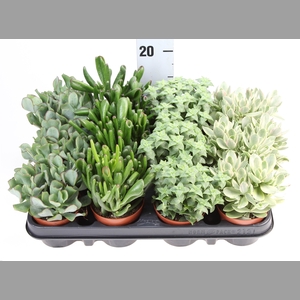 Crassula   ...mix