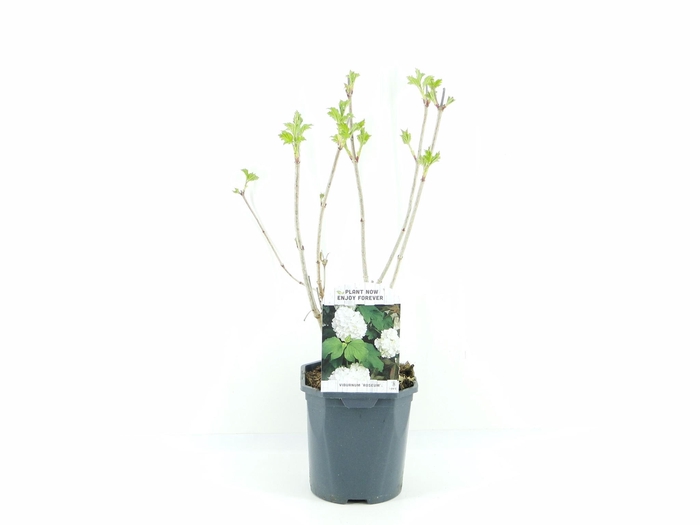 <h4>Viburnum opulus Roseum</h4>