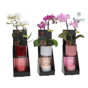 LEDhartlicht planter met Phalaenopsis