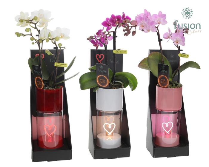 <h4>LEDhartlicht planter met Phalaenopsis</h4>