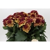 Dahlia Creme de Cognac