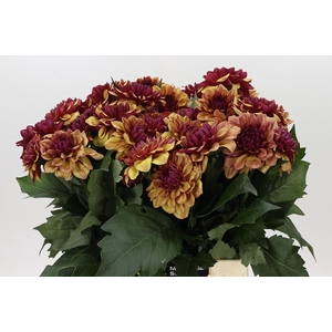Dahlia Creme de Cognac