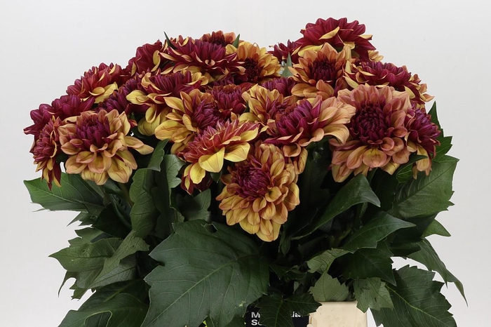 Dahlia Creme de Cognac