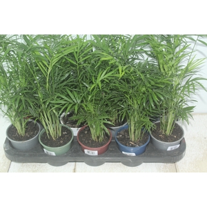 CHAMAEDOREA ELEGANS P11