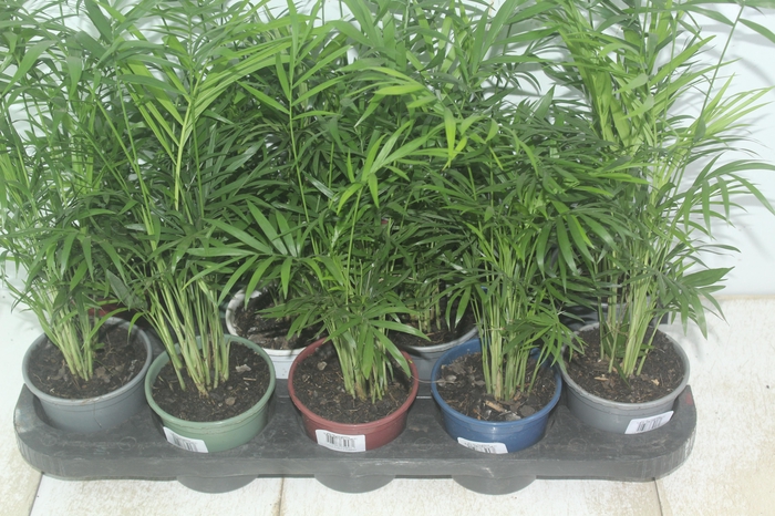 <h4>CHAMAEDOREA ELEGANS P11</h4>