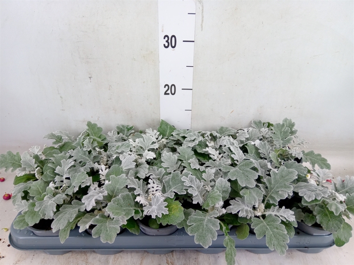 <h4>Jacobaea maritima</h4>