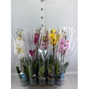 Phalaenopsis   ...mix  5