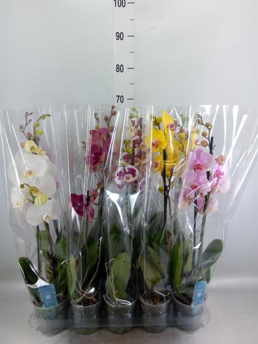 <h4>Phalaenopsis   ...mix  5</h4>