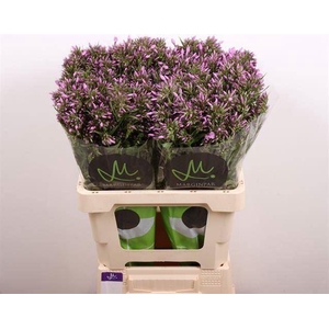 PHLOX B-EYES VIOLET EYES