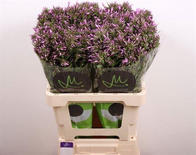 <h4>PHLOX B-EYES VIOLET EYES</h4>