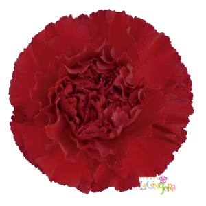 Di St Zurigo Burgundy 75cm CO