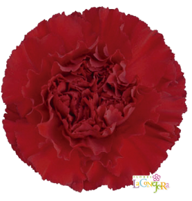 <h4>Di St Zurigo Burgundy 75cm CO</h4>