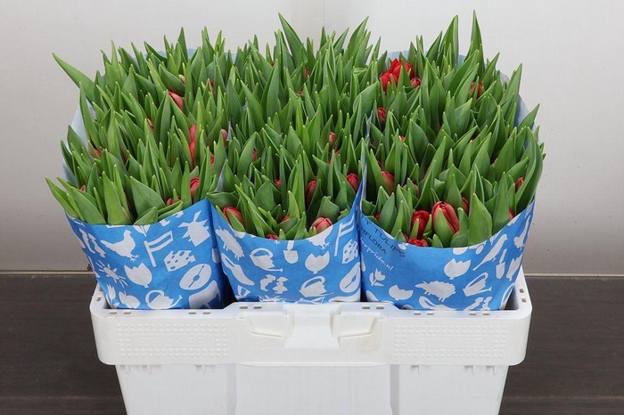 <h4>Tu Du Largo</h4>