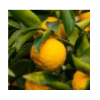 Citrus hystrix