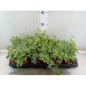 Hedera helix 'Eva'