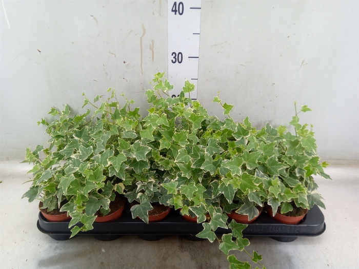 <h4>Hedera helix 'Eva'</h4>