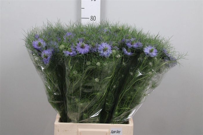 <h4>Nigella D Purple Rain</h4>