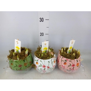 Arr.  Narcissus Tete Tete H%